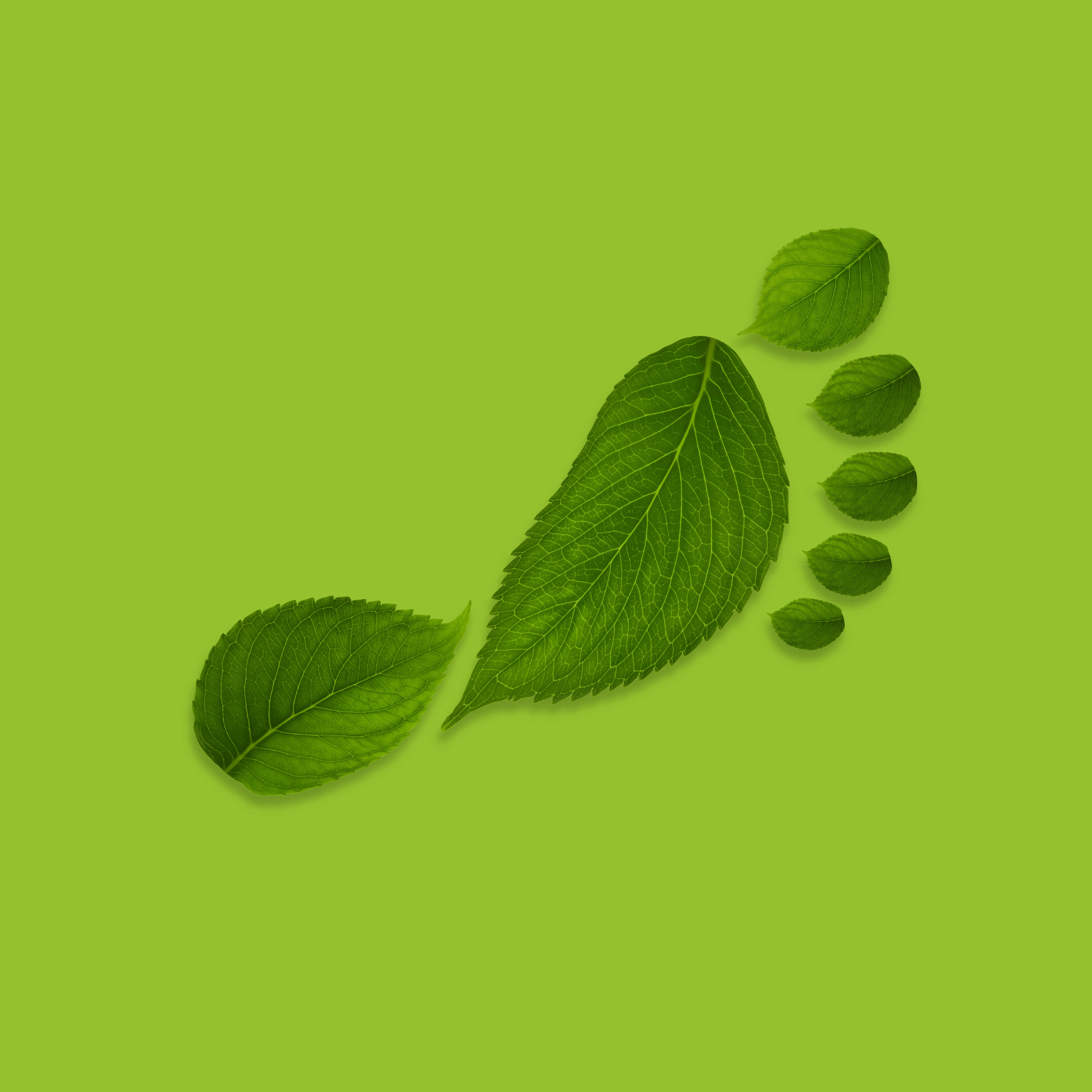 footprint of leaves